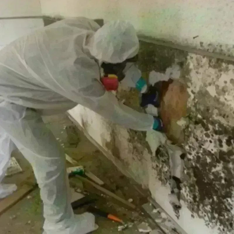 Mold Remediation and Removal in Barre, VT